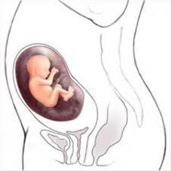 22 недели беременности размер. Расположение плода в матке на 20 неделе беременности. Расположение плода на 22 неделе. Ребенок в животе на 21 неделе беременности. Расположение ребенка на 21 неделе.