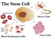  الخلايا الجذعية