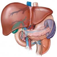 وظائف الكبد كجزء من الجهاز الهضمي ؟