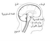 اورام المخ و النخاع الشوكى