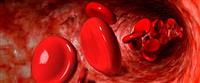 الدورة الدموية كيف تعمل بالتفصيل