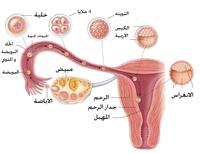 كيف تتم عملية الإخصاب حتى يحدث الحمل؟