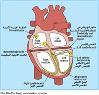 تخطيط القلب الكهربائي